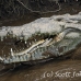 crocodile_american_tar_h_1540_cos2543.jpg